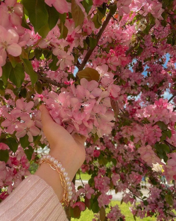 عکس دست دختر با گل شکوفه